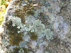 Xanthoparmelia pulla