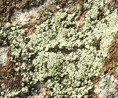 Rhizocarpon geographicum