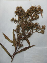 Symphyotrichum puniceum puniceum