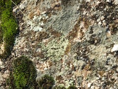 Rhizocarpon geographicum