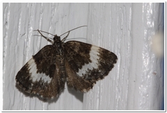 Rheumaptera hastata
