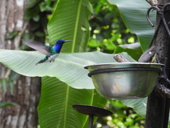 Florisuga mellivora