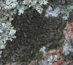 Xanthoparmelia pulla