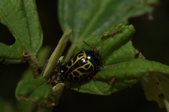Calligrapha matronalis