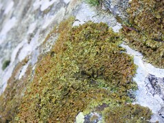 Xanthoparmelia pulla