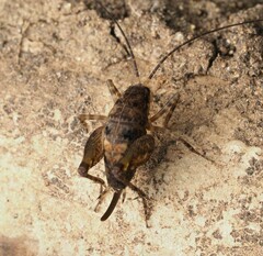 Macropathinae