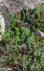 Lysimachia linum-stellatum