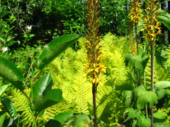 Ligularia przewalskii