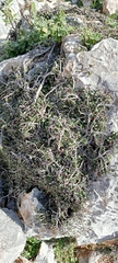 Prunus prostrata