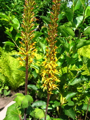 Ligularia przewalskii