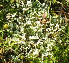 Cladonia foliacea
