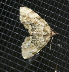 Heterochasta lasioplaca