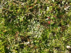 Cladonia foliacea