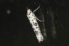 Yponomeuta pustulellus