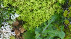 Tortella squarrosa