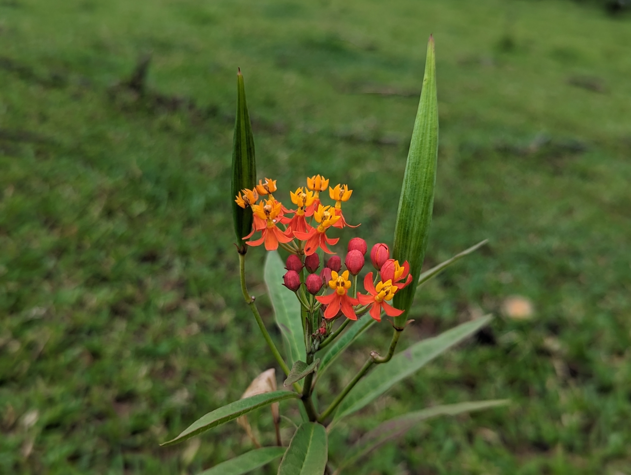 Asclepias curassavica