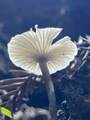 Marasmius calhouniae