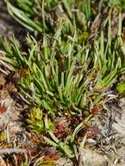 Oreobolus pectinatus
