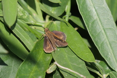 Vehilius stictomenes stictomenes