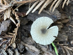 Marasmius calhouniae