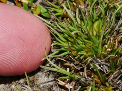 Oreobolus pectinatus