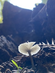 Marasmius calhouniae
