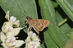 Vehilius stictomenes stictomenes