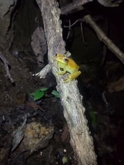 Dendropsophus microcephalus