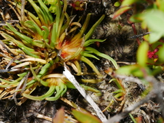 Oreobolus pectinatus