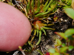 Oreobolus pectinatus
