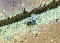 Nyssus