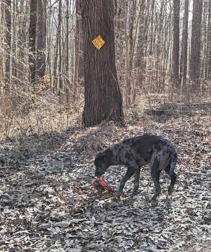Domestic Dog photographed in Alabama