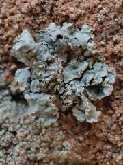 Punctelia perreticulata