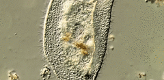 Peritromus tetramacronucleatus