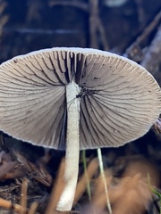 Psathyrella