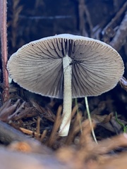 Psathyrella