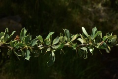 Berberis actinacantha