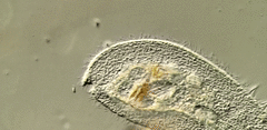 Peritromus tetramacronucleatus