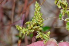 Amaranthus greggii