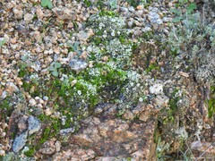 Cladonia foliacea