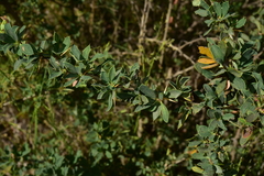 Berberis actinacantha