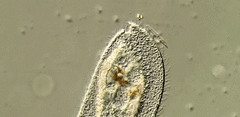 Peritromus tetramacronucleatus