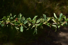 Berberis actinacantha