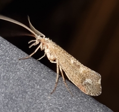 Glyphopsyche irrorata
