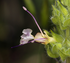Salvia sonomensis