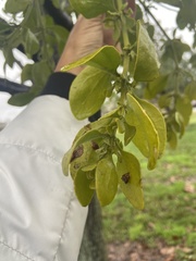 Phoradendron macrophyllum