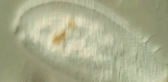Peritromus tetramacronucleatus