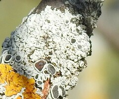 Parmelina carporrhizans