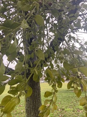 Phoradendron macrophyllum