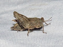 Paratettix mexicanus